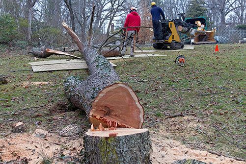 Men cutting a fallen tree with a chainsaw and heavy machinery on a grassy hill.