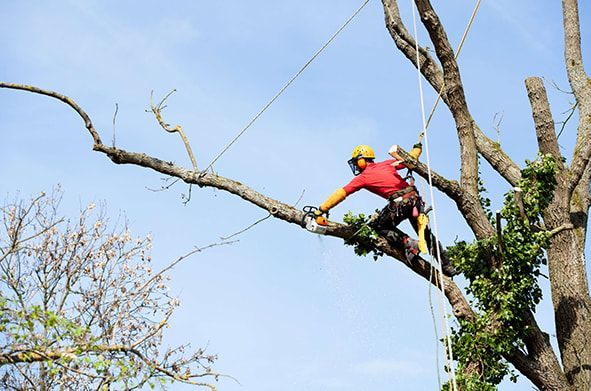 Arborist in safety gear, using chainsaw to cut a tree branch against a blue sky.