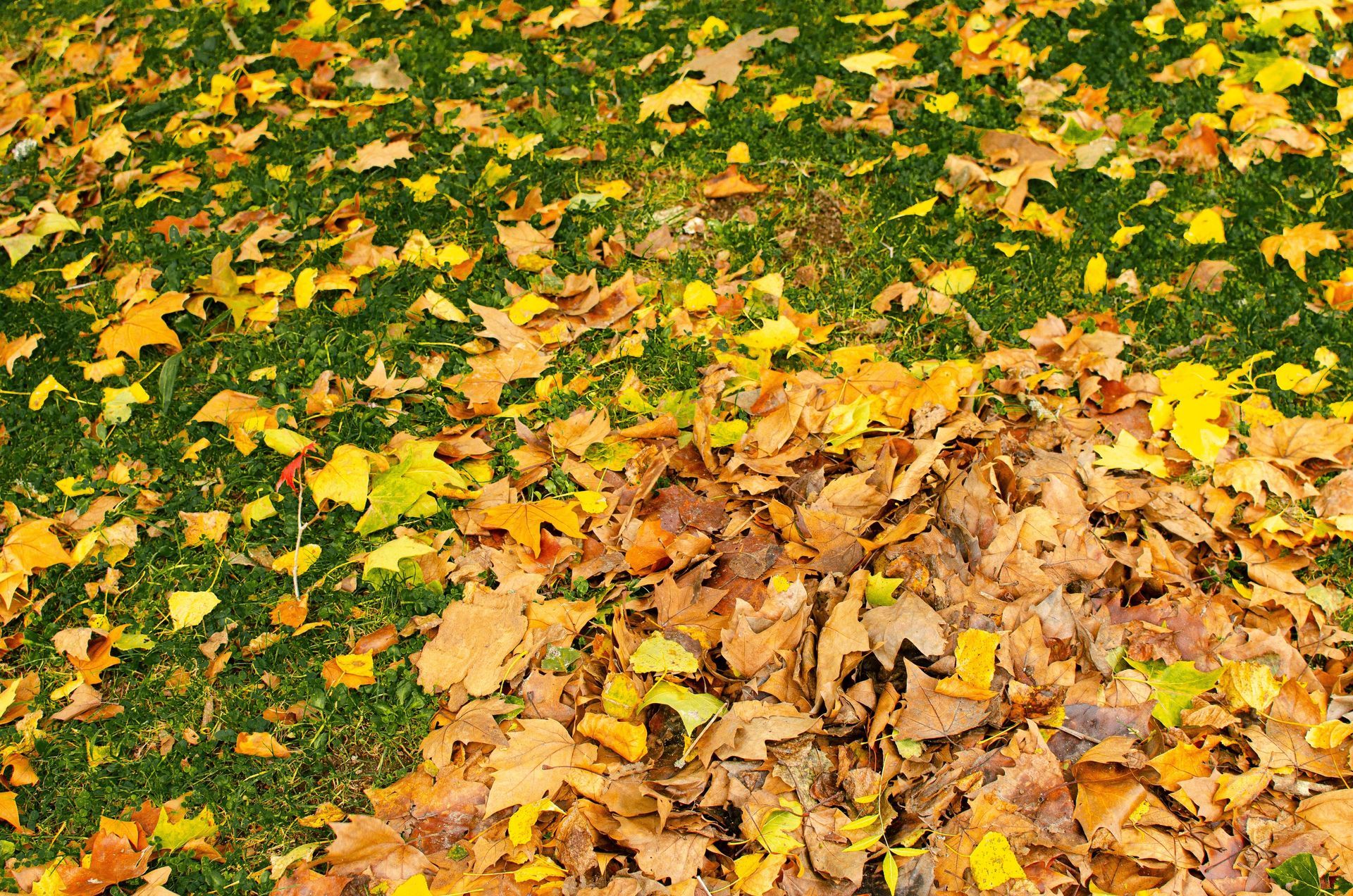 A pile of fallen yellow and brown leaves on green grass in autumn
