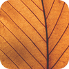 Close-up of an orange leaf with dark branching veins
