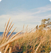 Tall dune grass swaying beside a sandy beach under a pale blue sky