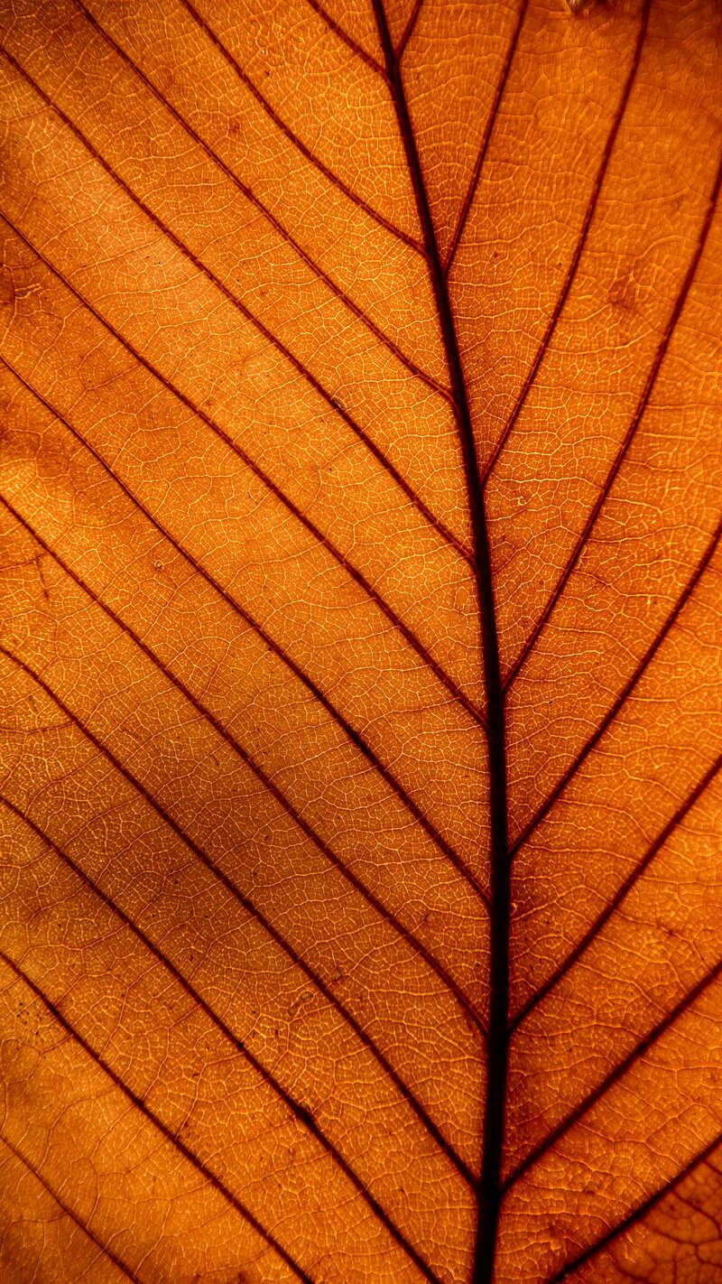 Close-up of an orange leaf with dark veins, filling the frame.