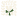 Small green plant sprout on a white background