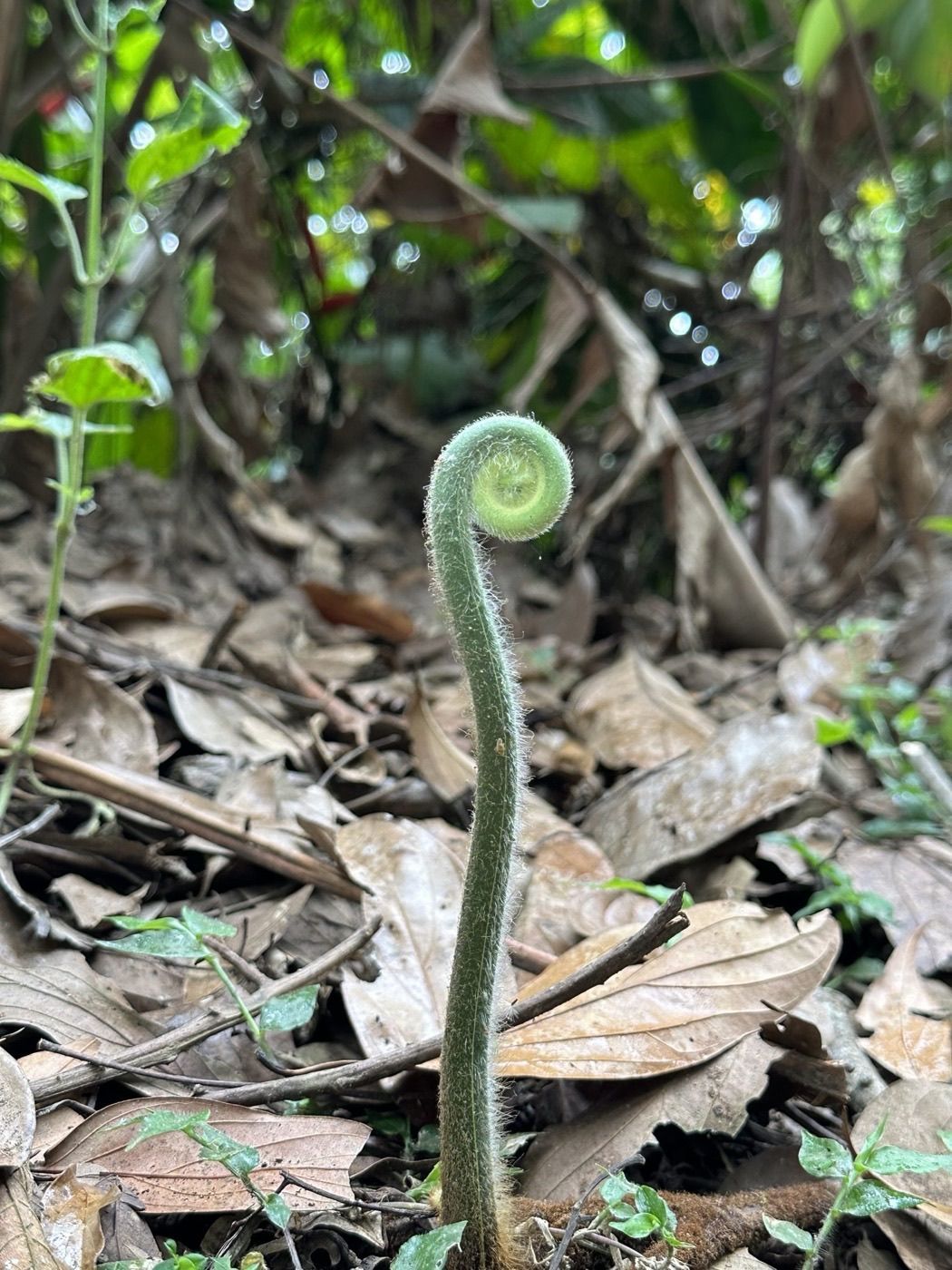 A young fern frond unfurling from fallen leaves on the forest floor