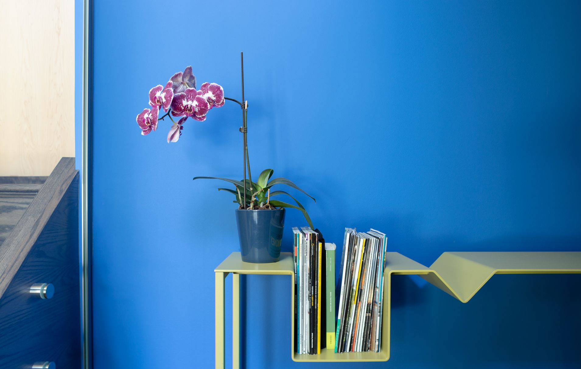 Blue wall with a shelf holding a potted orchid and magazines.