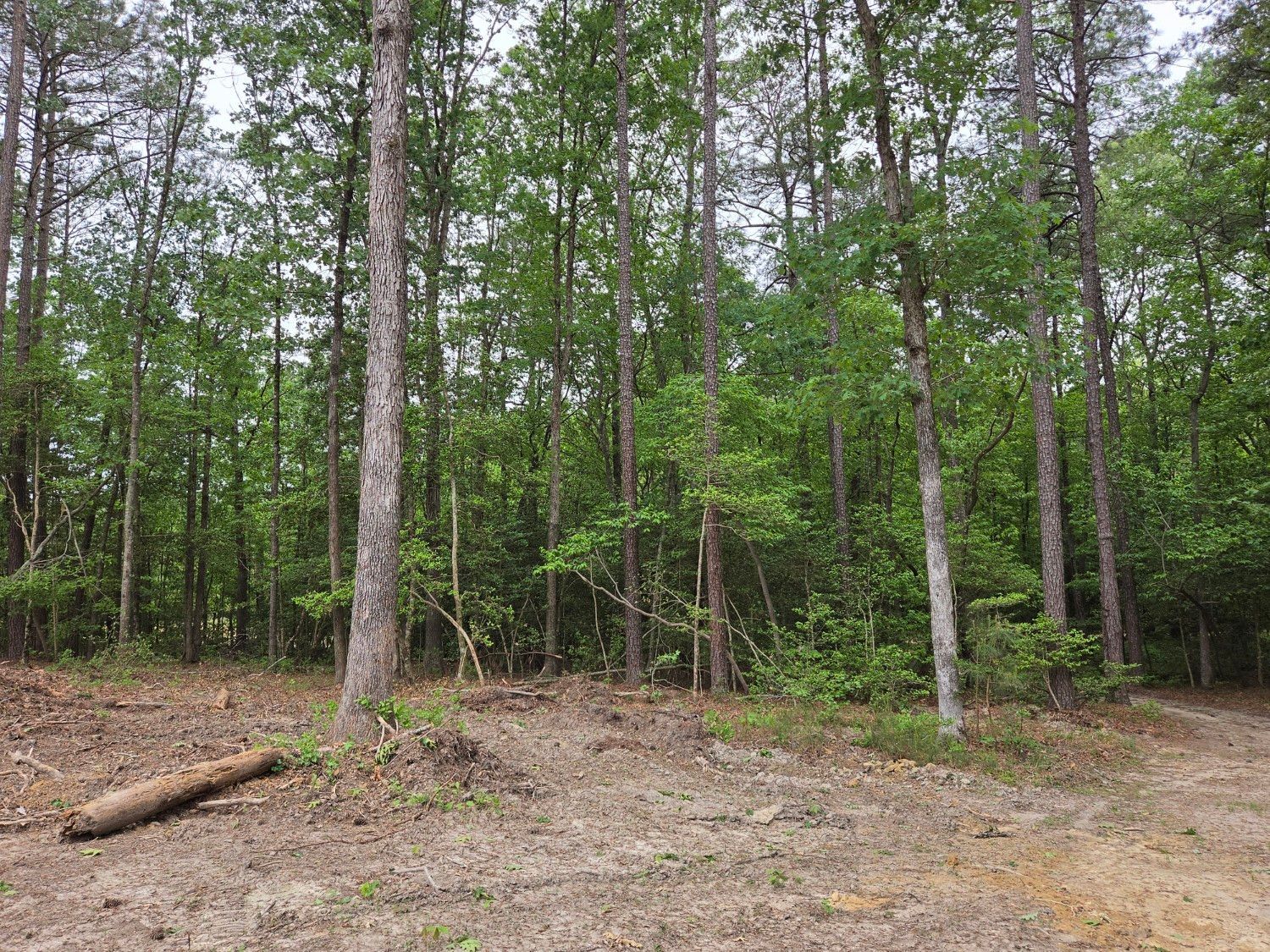 Wooded dirt clearing with tall green trees and a fallen log