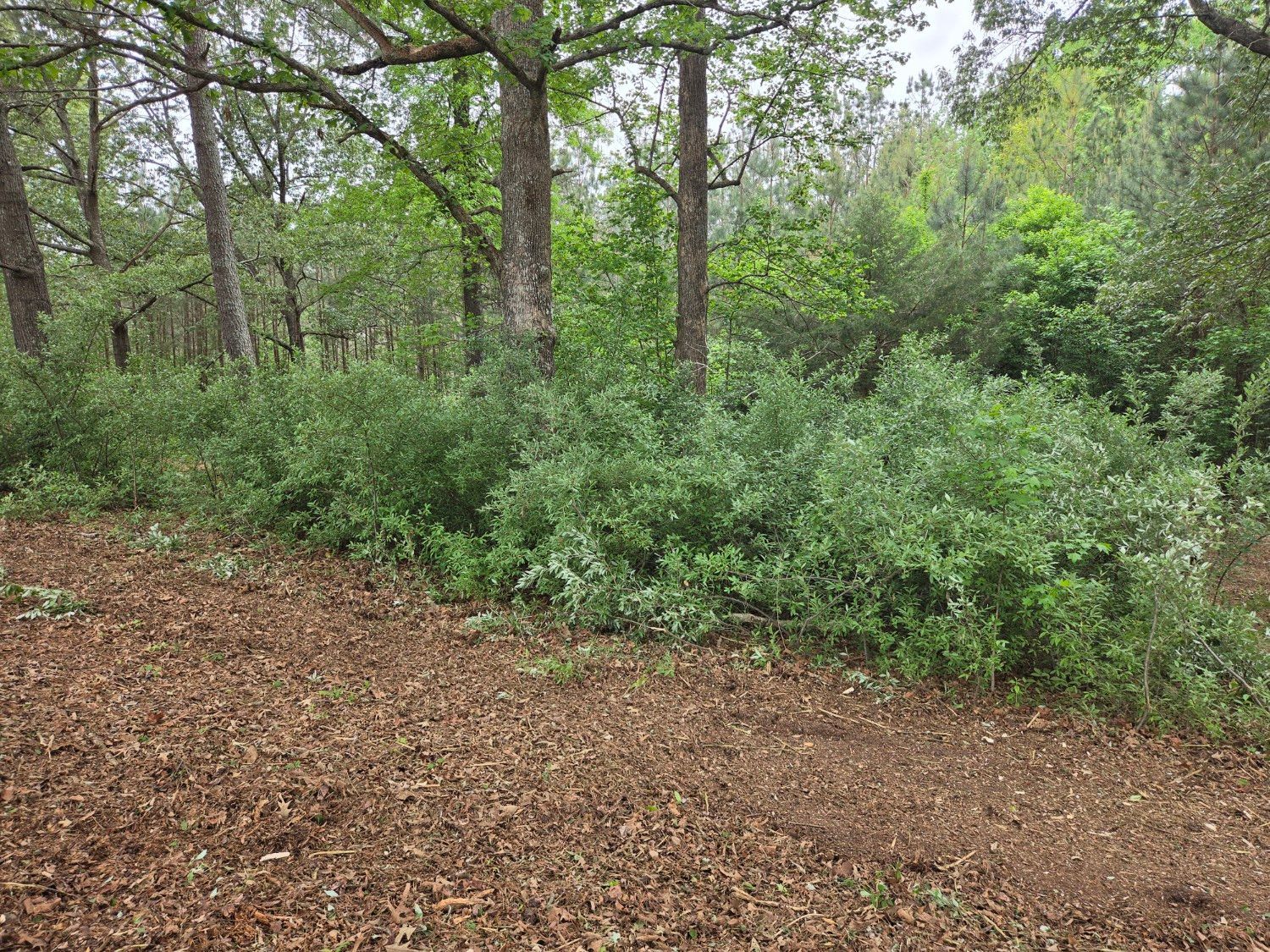 Wooded area with trees, green shrubs, and a leaf-covered ground