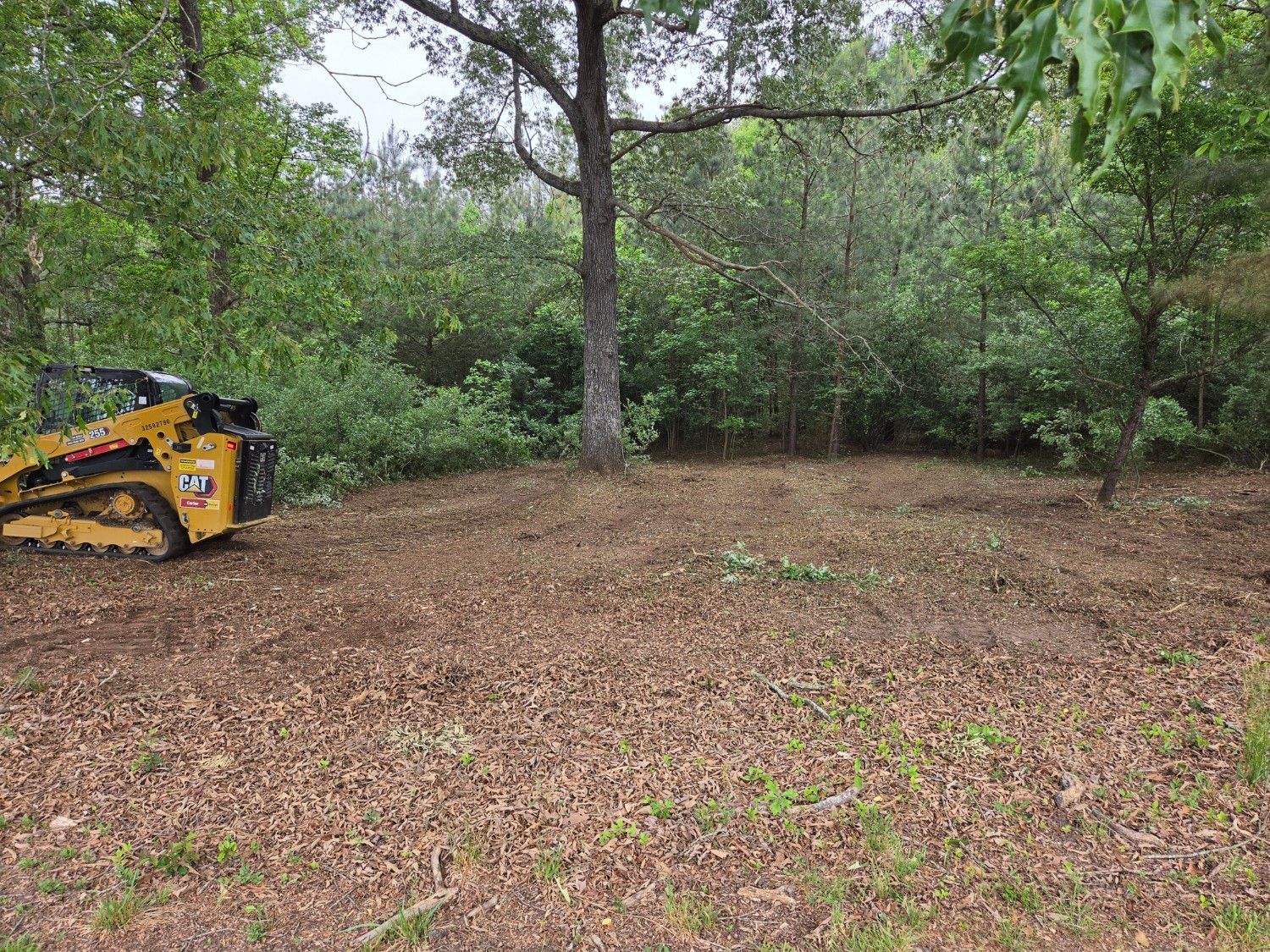 Wooded clearing with leaf-covered ground and a yellow skid steer at the left edge