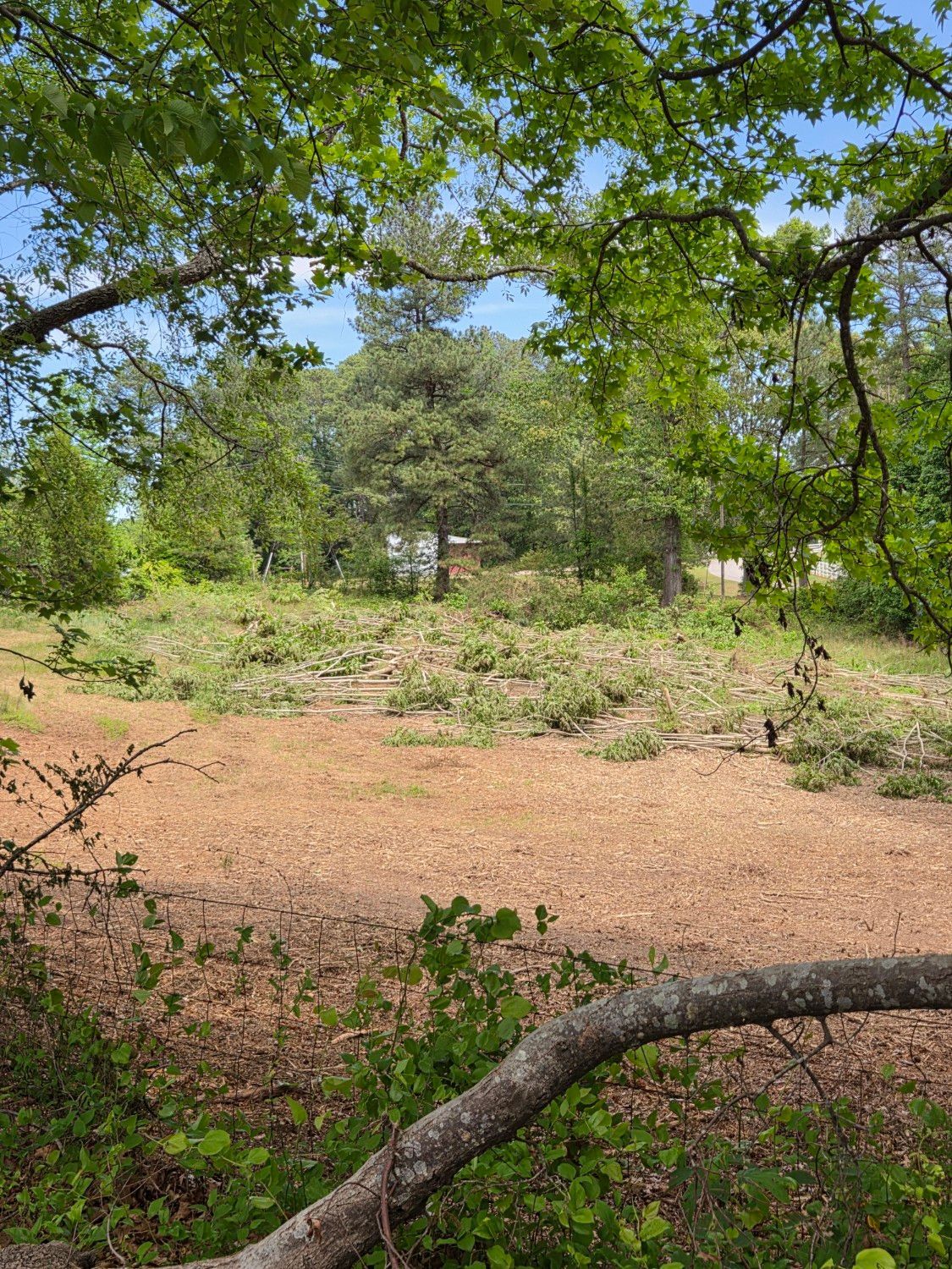 Wooded clearing with sandy ground, scattered green shrubs, and overhanging tree branches framing the scene