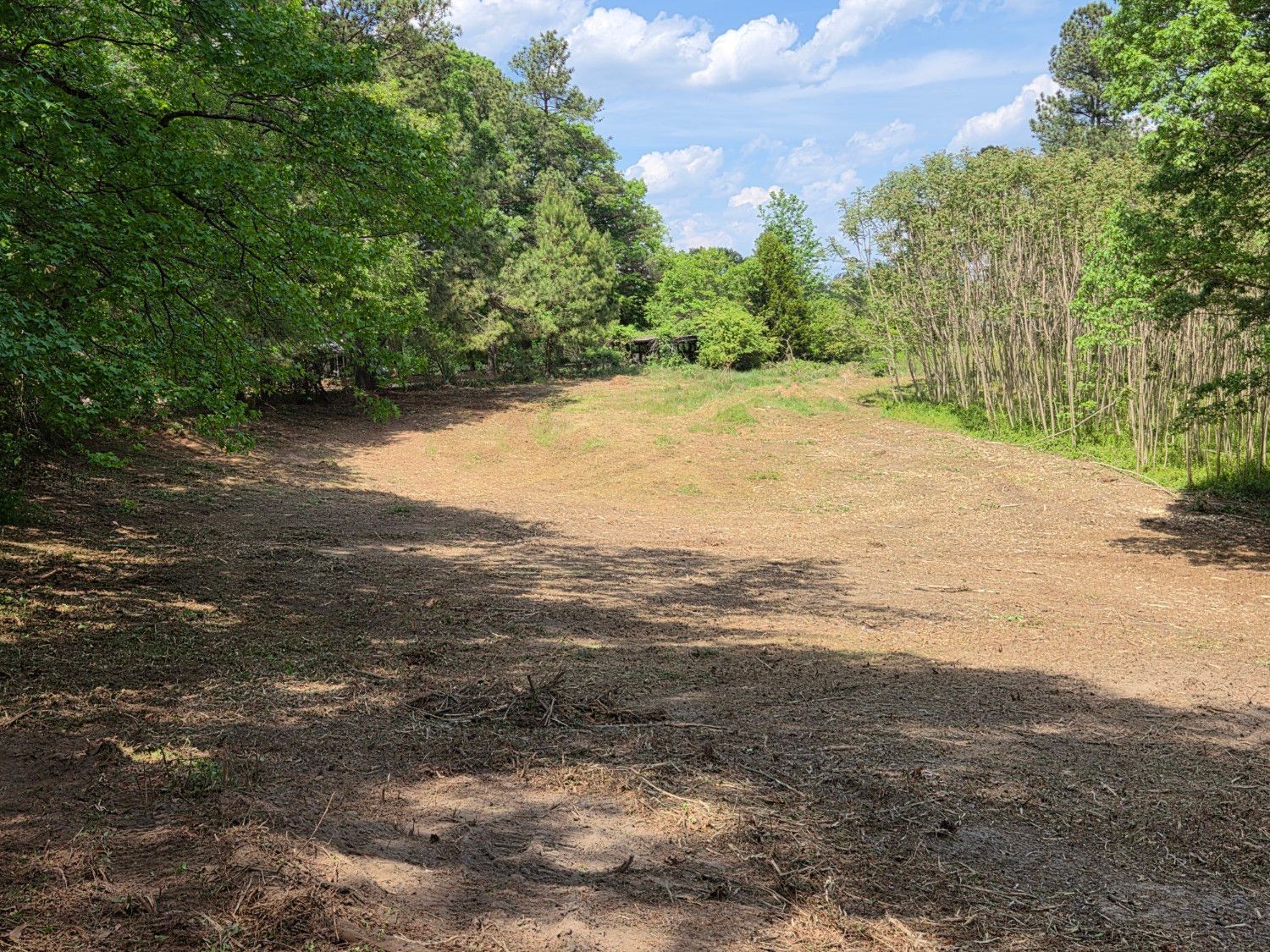 Sunny dirt path bordered by dense green trees and shrubs under a blue sky