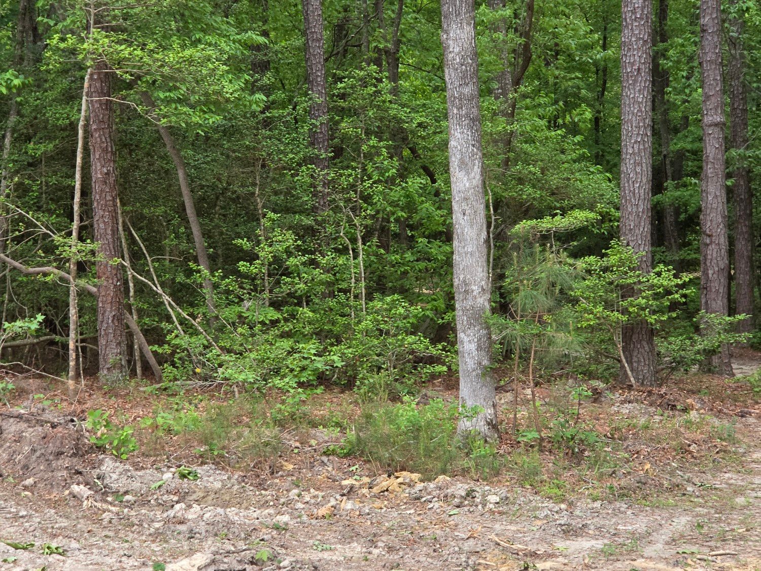 Dense green forest with tall trees and a dirt clearing in the foreground