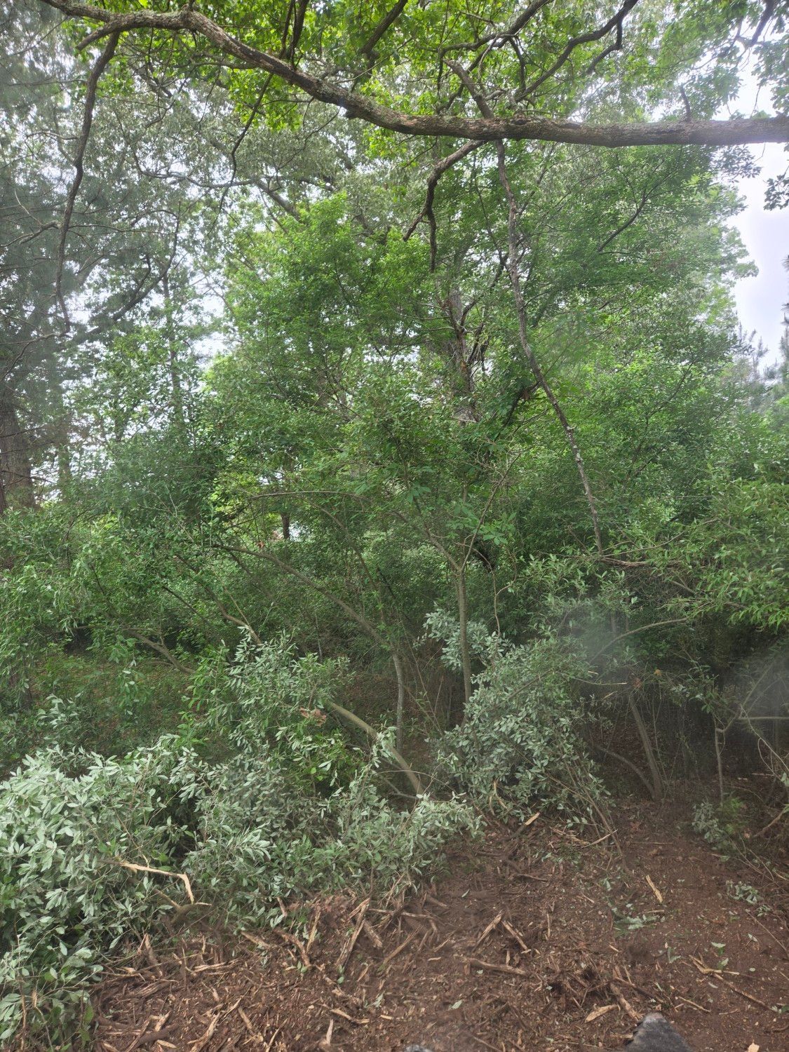 Dense green woodland with trees and shrubs on a sloped, leaf-covered ground