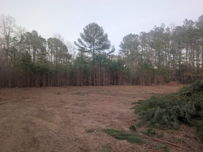 Cleared dirt field bordered by pine trees under a cloudy sky, with cut branches in the foreground
