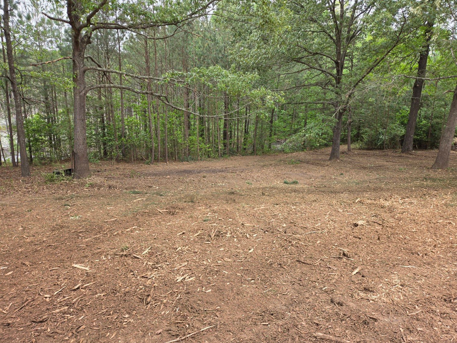 Wooded clearing with bare dirt foreground and green trees in the background