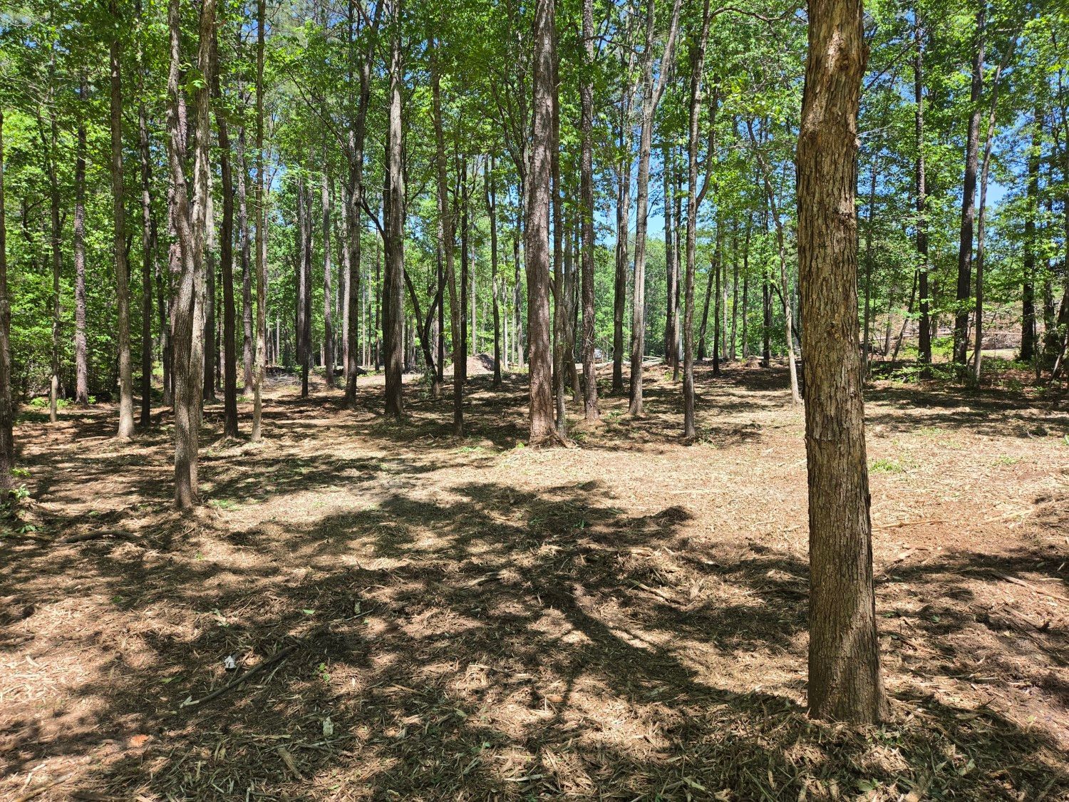 Sunlit forest with tall trees and sparse ground cover, casting dappled shadows on dry soil.