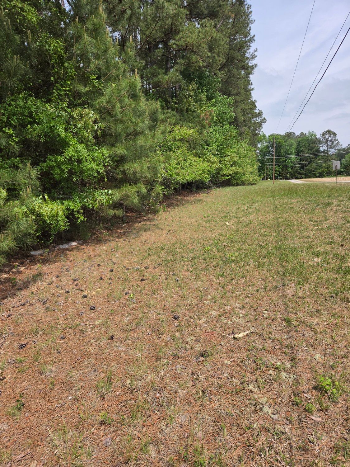 Grassy roadside beside dense green trees under a bright sky with power lines overhead