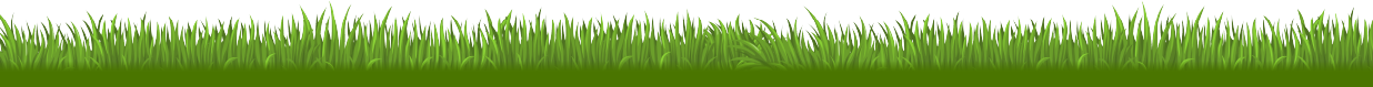 a row of tall green grass on a white background .