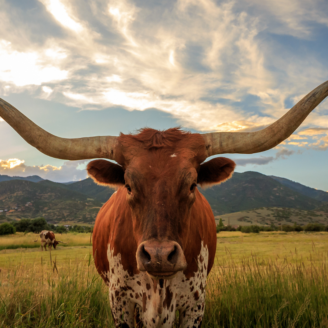 TEXAS EXPANDS SEXUAL HARASSMENT PROTECTIONS FOR ALL EMPLOYEES EFFECTIVE SEPTEMBER 1, 2021!!