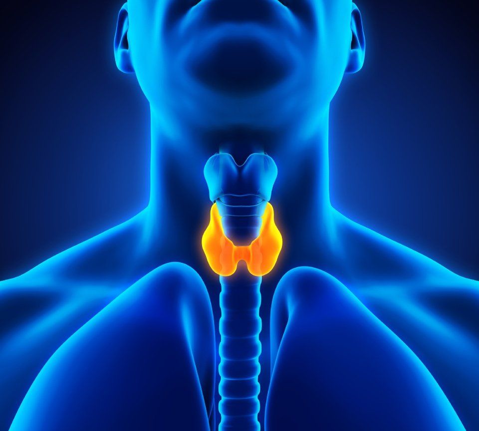 Endocrinologia