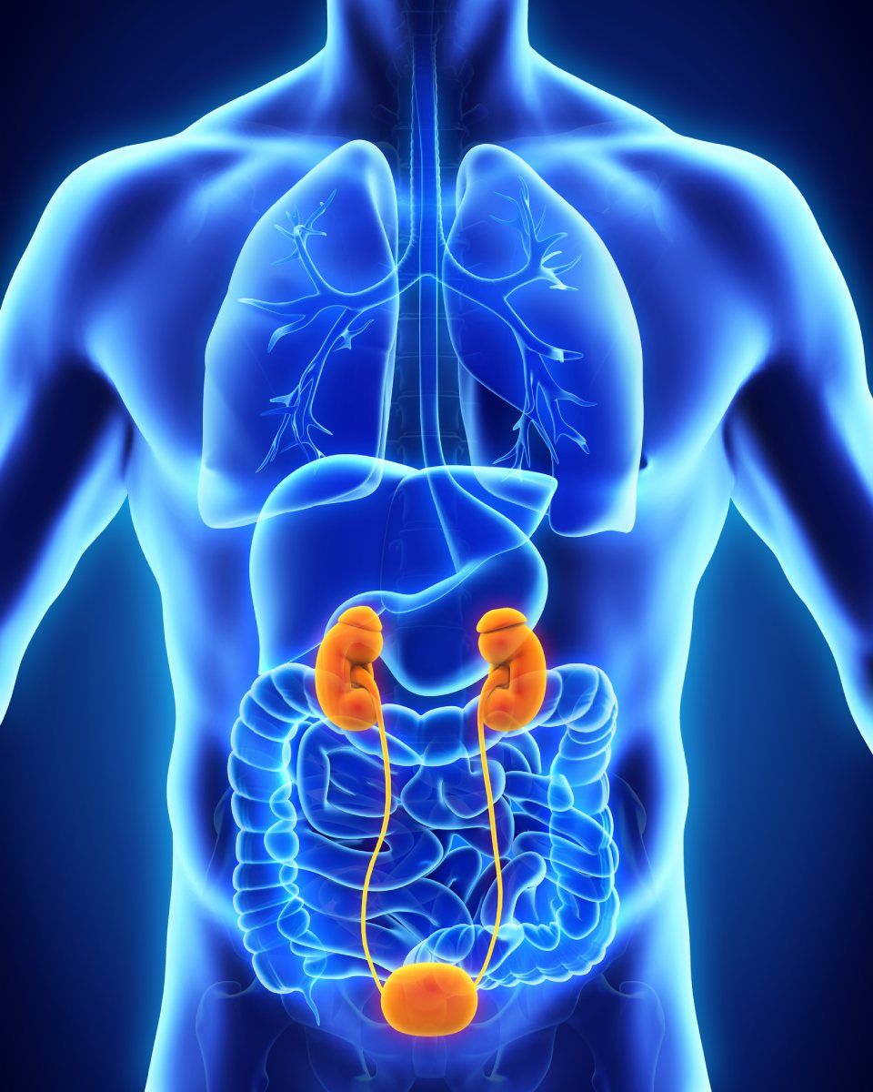 Urologia