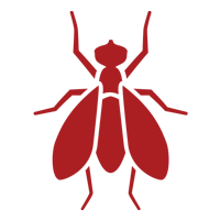 Fruit Flies — East Bernard, TX — Scott's Pest Control Fruit Flies — East Bernard, TX — Scott's Pest Control