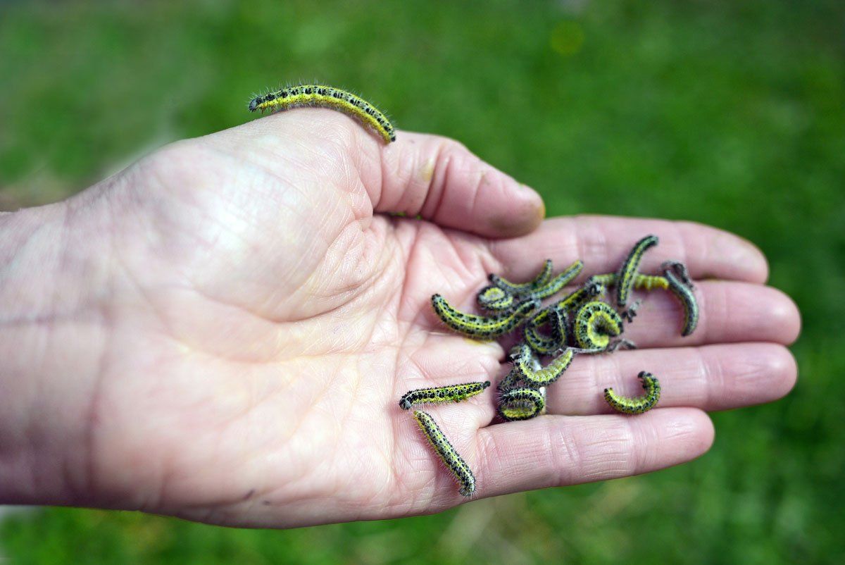 Hand with Collected Caterpillars — East Bernard, TX — Scott's Pest Control
