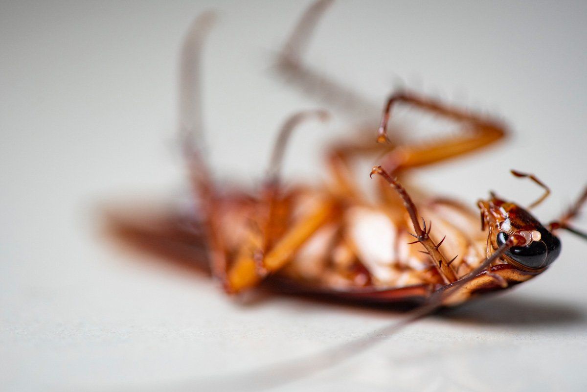 Cockroach on White Background — East Bernard, TX — Scott's Pest Control