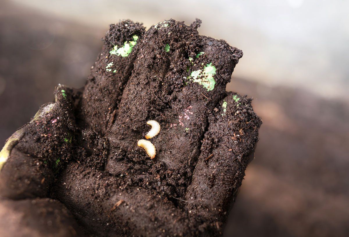 White Grubs Found During Spring Soil Preparation — East Bernard, TX — Scott's Pest Control