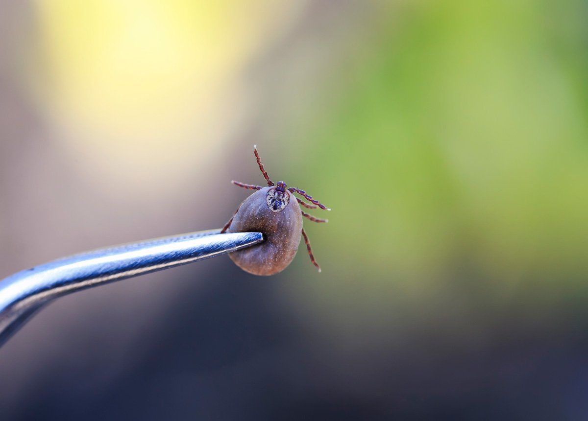 Dangerous Insect — East Bernard, TX — Scott's Pest Control