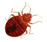 Mahogany Brown to Red-Brown Bed Bug — East Bernard, TX — Scott's Pest Control Mahogany Brown to Red-Brown Bed Bug — East Bernard, TX — Scott's Pest Control