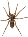 Wolf Spider — East Bernard, TX — Scott's Pest Control Wolf Spider — East Bernard, TX — Scott's Pest Control