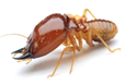 Formosan Termite — East Bernard, TX — Scott's Pest Control Formosan Termite — East Bernard, TX — Scott's Pest Control