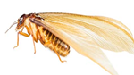 Drywood Termite — East Bernard, TX — Scott's Pest Control Drywood Termite — East Bernard, TX — Scott's Pest Control