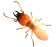 Dampwood Termite — East Bernard, TX — Scott's Pest Control Dampwood Termite — East Bernard, TX — Scott's Pest Control