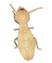 Eastern Subterranean Termite — East Bernard, TX — Scott's Pest Control Eastern Subterranean Termite — East Bernard, TX — Scott's Pest Control