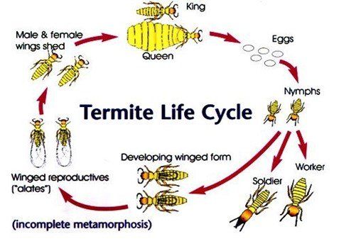 Termite Life Cycle — East Bernard, TX — Scott's Pest Control Termite Life Cycle — East Bernard, TX — Scott's Pest Control