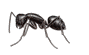 Carpenter Ant — East Bernard, TX — Scott's Pest Control Carpenter Ant — East Bernard, TX — Scott's Pest Control