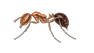 Red Imported Fire Ant — East Bernard, TX — Scott's Pest Control Red Imported Fire Ant — East Bernard, TX — Scott's Pest Control