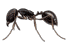 Pavement Ant — East Bernard, TX — Scott's Pest Control Pavement Ant — East Bernard, TX — Scott's Pest Control