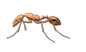Pharaoh Ant — East Bernard, TX — Scott's Pest Control Pharaoh Ant — East Bernard, TX — Scott's Pest Control