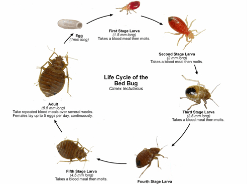 Bed Bug Life Cycle — East Bernard, TX — Scott's Pest Control Bed Bug Life Cycle — East Bernard, TX — Scott's Pest Control