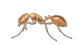 Thief Ant — East Bernard, TX — Scott's Pest Control