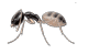 Ghost Ant — East Bernard, TX — Scott's Pest Control
