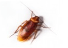 American Cockroach — East Bernard, TX — Scott's Pest Control American Cockroach — East Bernard, TX — Scott's Pest Control