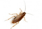 German Cockroach — East Bernard, TX — Scott's Pest Control German Cockroach — East Bernard, TX — Scott's Pest Control