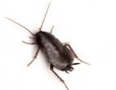 Oriental Cockroach — East Bernard, TX — Scott's Pest Control Oriental Cockroach — East Bernard, TX — Scott's Pest Control