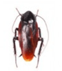 Smoky Brown Cockroach — East Bernard, TX — Scott's Pest Control Smoky Brown Cockroach — East Bernard, TX — Scott's Pest Control