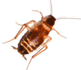 Asian Cockroach — East Bernard, TX — Scott's Pest Control Asian Cockroach — East Bernard, TX — Scott's Pest Control