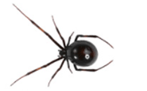 Black Widow Spider — East Bernard, TX — Scott's Pest Control Black Widow Spider — East Bernard, TX — Scott's Pest Control
