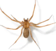 Brown Recluse Spider — East Bernard, TX — Scott's Pest Control Brown Recluse Spider — East Bernard, TX — Scott's Pest Control